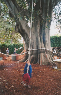 Children swinging on tree